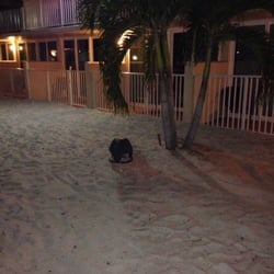 Osprey Beach Tiki Bar and Grille