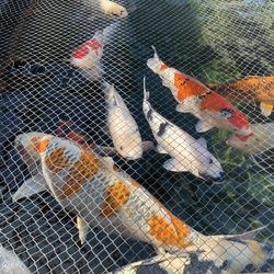 Mystic Koi & Water Gardens