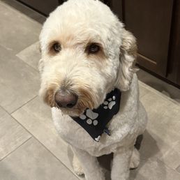 Goldendoodle Goldendoodle
