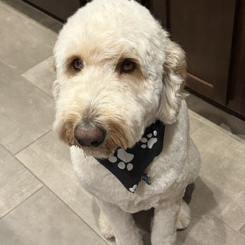 Cookies N Clean - Goldendoodle - Pet Groomers Near Me - Phoenix, Arizona Cookies N Clean - Goldendoodle - Pet Groomers Near Me - Phoenix, Arizona