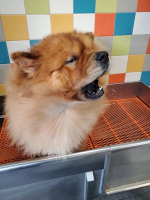 Unleashed by Petco by null