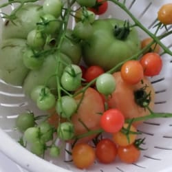 Collective Roots Community Garden - Organic harvest variety of tomatoes.  Thanks Collective Roots for education & garden space.