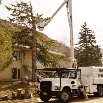 Arbor+ - Tree Services Near Me - Salt Lake City, Utah Arbor+ - Tree Services Near Me - Salt Lake City, Utah