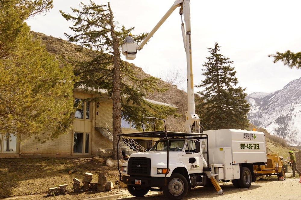 Arbor+ - tree service in Salt Lake City, UT