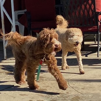Pooch Buddies - All about the doodles - Dog Walkers Near Me - Northridge, California Pooch Buddies - All about the doodles - Dog Walkers Near Me - Northridge, California