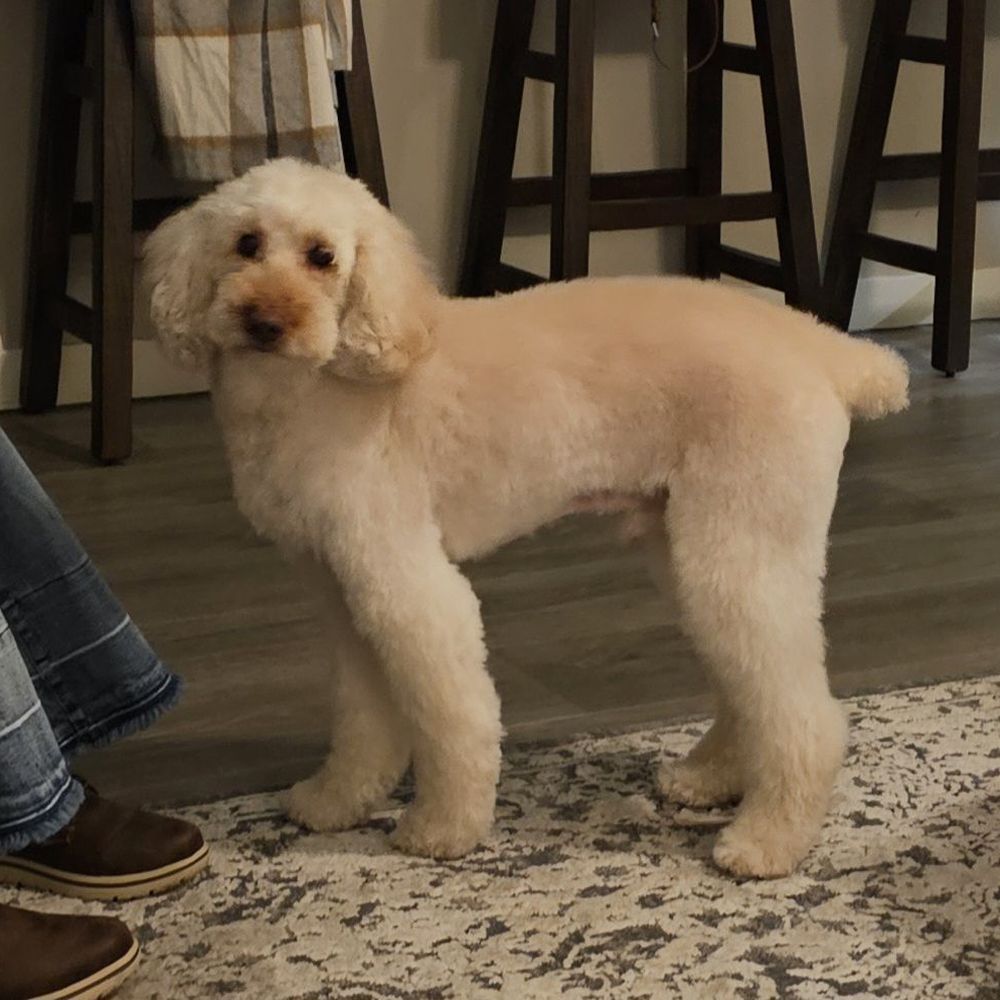 Wash N Waggin Mobile Grooming - Beau - Pet Groomers Near Me Wash N Waggin Mobile Grooming - Beau - Pet Groomers Near Me