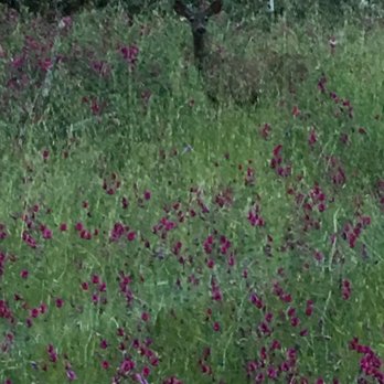 North Table Mountain - A deer - Hiking Near Me - Oroville, California