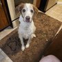 Photo of Noah's Brandywine Animal Hospital