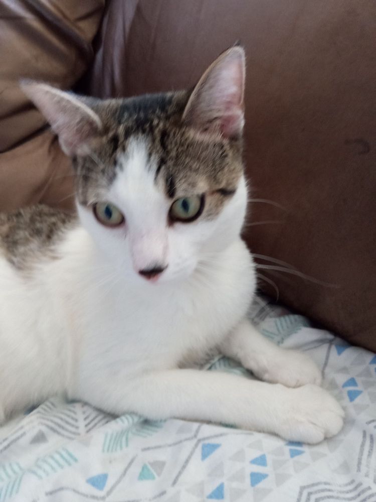 TRINITY PET Updated August 2024 32 Photos 124 Jersey Ave, Port