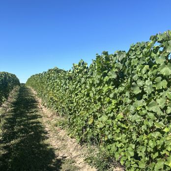 Bonobo Winery - Wineries Near Me - Traverse City, Michigan