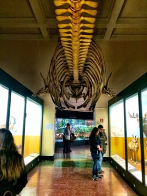 Museum of Natural History “Giacomo Doria” by null