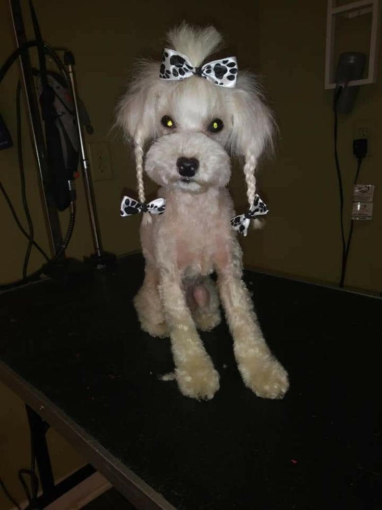 FURRSACE MOBILE PET GROOMING Updated September 2024 Yulee, Florida