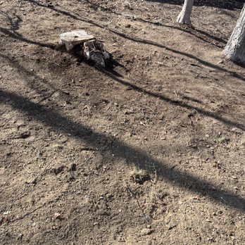 Mountain Top Tree Service - Nice clean up on a side hill - Tree Services Near Me Mountain Top Tree Service - Nice clean up on a side hill - Tree Services Near Me