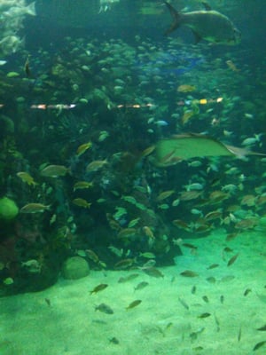 Aquarium of Veracruz by null