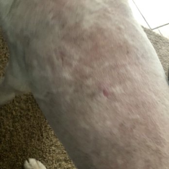Zoom & Groom Mobile Pet Care - Blotchy and raw skin! - Pet Groomers Near Me Zoom & Groom Mobile Pet Care - Blotchy and raw skin! - Pet Groomers Near Me