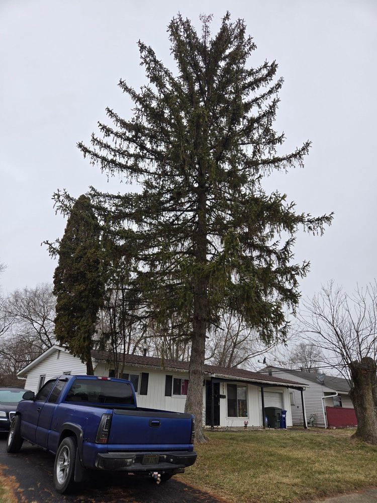 Columbus Tree Care - tree service in Columbus, OH