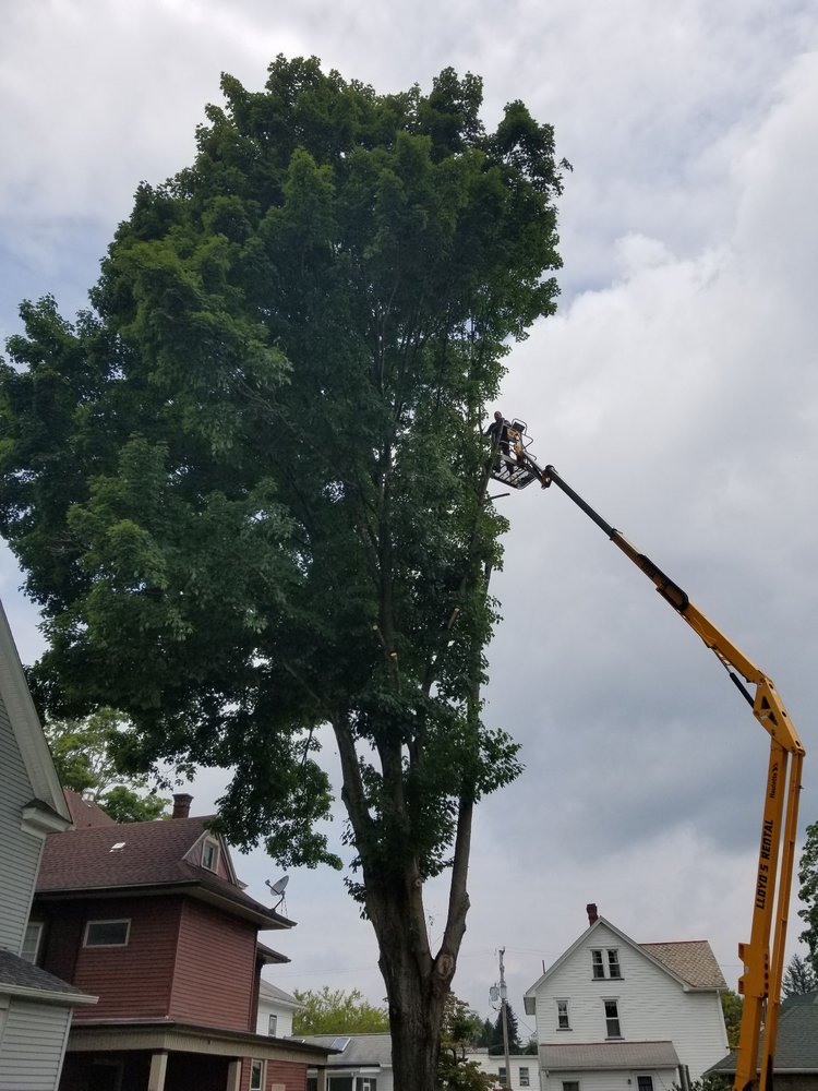 NEW VIEW TREE SERVICE Updated August 2024 Titusville, Pennsylvania