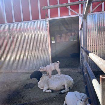 Montebello Barnyard Zoo - Petting Zoos Near Me - Montebello, California Montebello Barnyard Zoo - Petting Zoos Near Me - Montebello, California