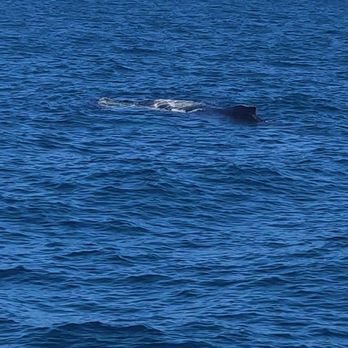 Wild Cabo Tours - Whale sighting - Tours Near Me - Cabo San Lucas, BCS Wild Cabo Tours - Whale sighting - Tours Near Me - Cabo San Lucas, BCS