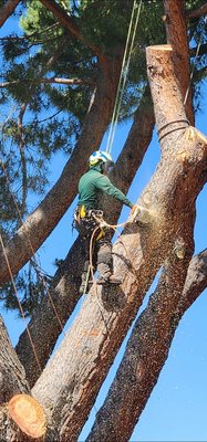 Tree Trimming - Tree Trimming Tree Trimming - Tree Trimming