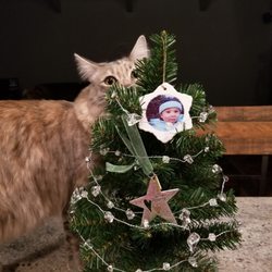 Amy's Hallmark Shop - Tiny tree and garland from Hallmark a couple years ago. Hanging ornaments not from Hallmark.