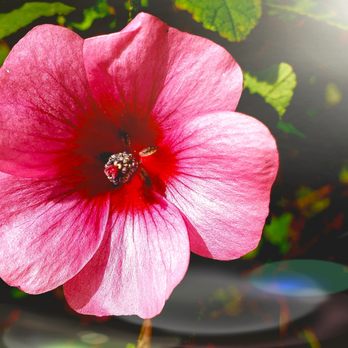 Markham Nature Park & Arboretum - Hibiscus - Parks Near Me - Concord, California