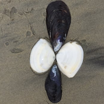 La Jolla - Cross shells - Beaches Near Me - San Diego, California La Jolla - Cross shells - Beaches Near Me - San Diego, California