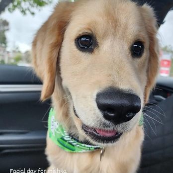 The Fur Gala - Pet Groomers Near Me - La Mesa, California