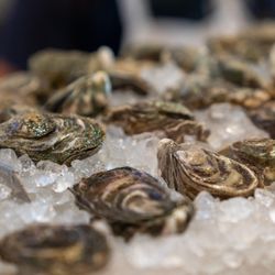 Pearl Divers Oyster Bar - Oysters