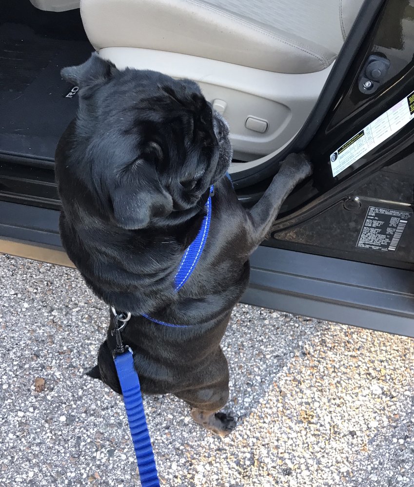 K9 Adventures Image