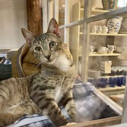 Safe Haven Thrift/Vintage Antique Shop