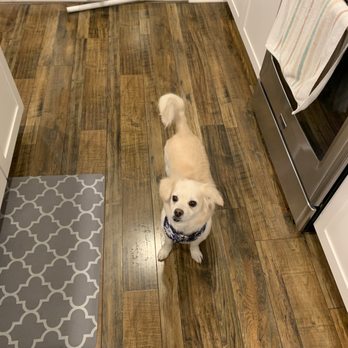 Kaliv's Pet Grooming - After! - Pet Groomers Near Me Kaliv's Pet Grooming - After! - Pet Groomers Near Me
