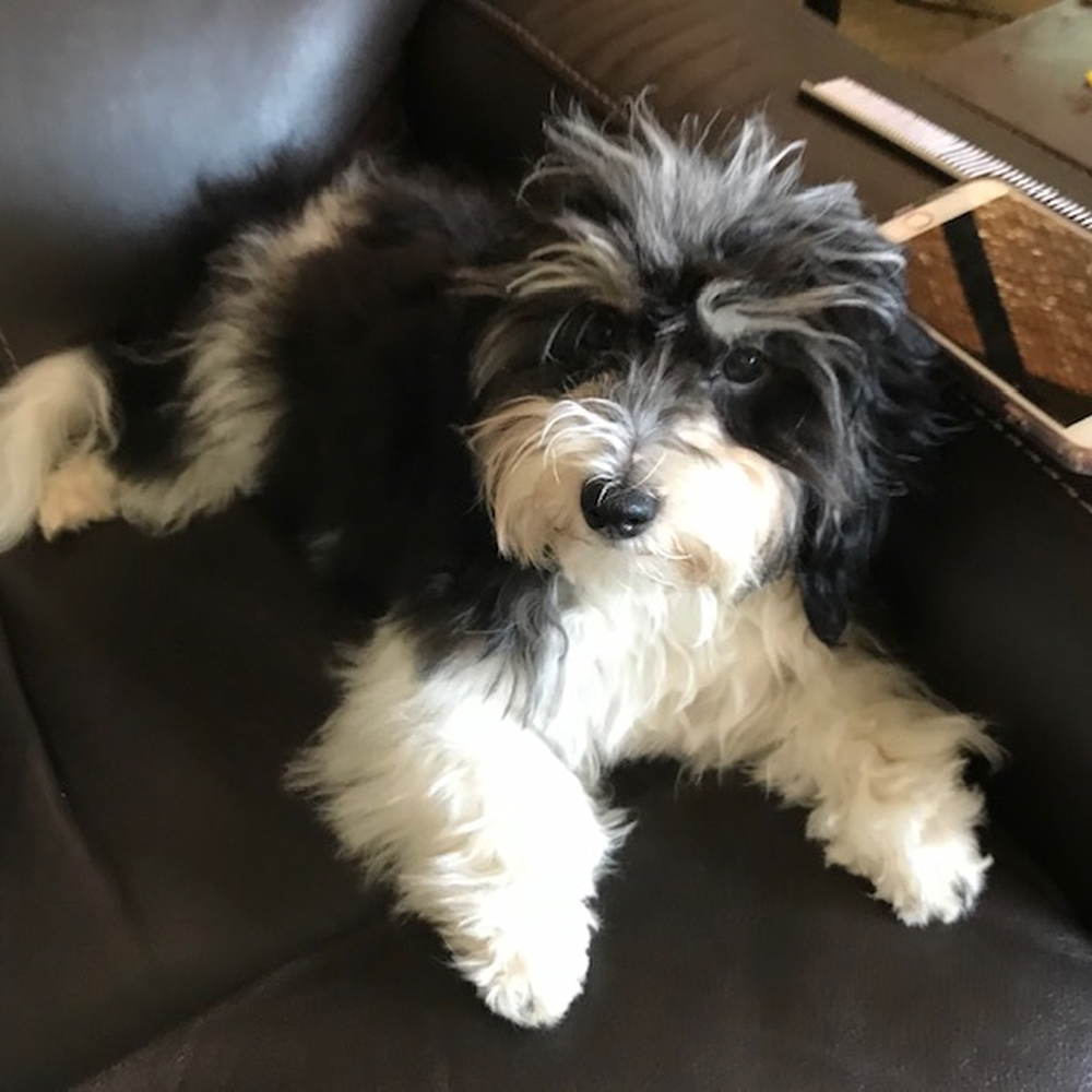 Silver Harbor Havanese - Pet Training Near Me Silver Harbor Havanese - Pet Training Near Me