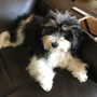 Photo of Silver Harbor Havanese