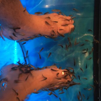 Fish Therapy - Day Spas Near Me - San José del Cabo, BCS Fish Therapy - Day Spas Near Me - San José del Cabo, BCS