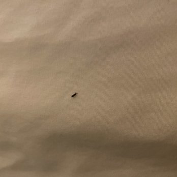 Kings Inn San Diego - Bedbugs - San Diego, CA