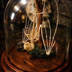 Appalachian Oddities - Taxidermy