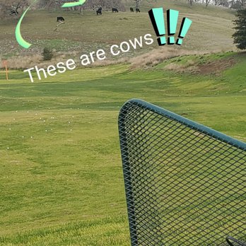 Rancho Solano Golf Course - Loving the cows next to the driving range! - Golf Near Me - Fairfield, California