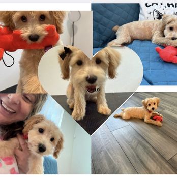 Pampered Paws by Tara - And they call it puppy love - Pet Groomers Near Me Pampered Paws by Tara - And they call it puppy love - Pet Groomers Near Me