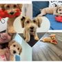 Photo of Pampered Paws by Tara