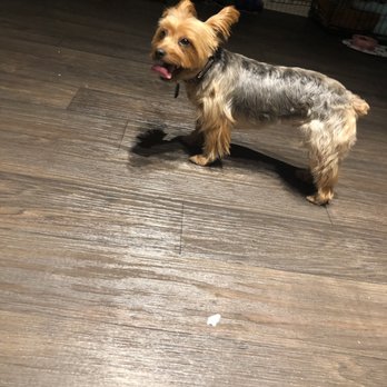 PetSmart - Hair around her face is slaughtered! - Pet Stores Near Me - Austin, Texas