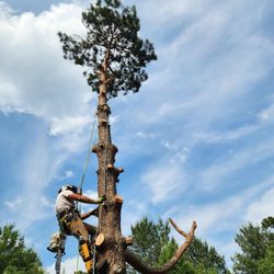 Hoffmann Tree Service