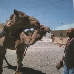 Camels in Kandahar Afghanistan on base.