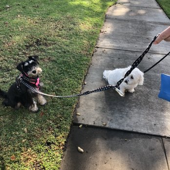 Kindness For Canines - Rubie graduated puppy training today! She didn't know how to talk to dogs now she has Teddy a new friend. She is adorable and smart! - Pet Training Near Me Kindness For Canines - Rubie graduated puppy training today! She didn't know how to talk to dogs now she has Teddy a new friend. She is adorable and smart! - Pet Training Near Me