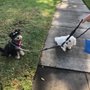 Kindness For Canines