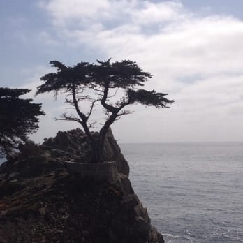 The Lone Cypress - The Lone Cypress - Landmarks & Historical Buildings Near Me - Del Monte Forest, California