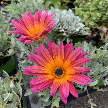 Present Perfect - Nurseries & Gardening Near Me - Pasadena, California