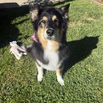 Lush Spaw - Pet Groomers Near Me - San Jose, California