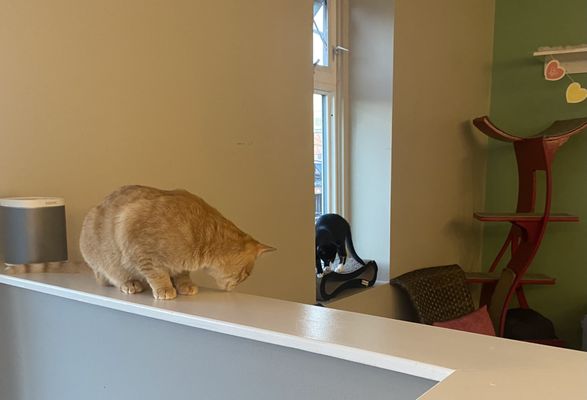 Cat Tales Cat Cafe by null