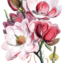 Magnolia Healing Arts - Vintage Botanical Magnolia Drawing